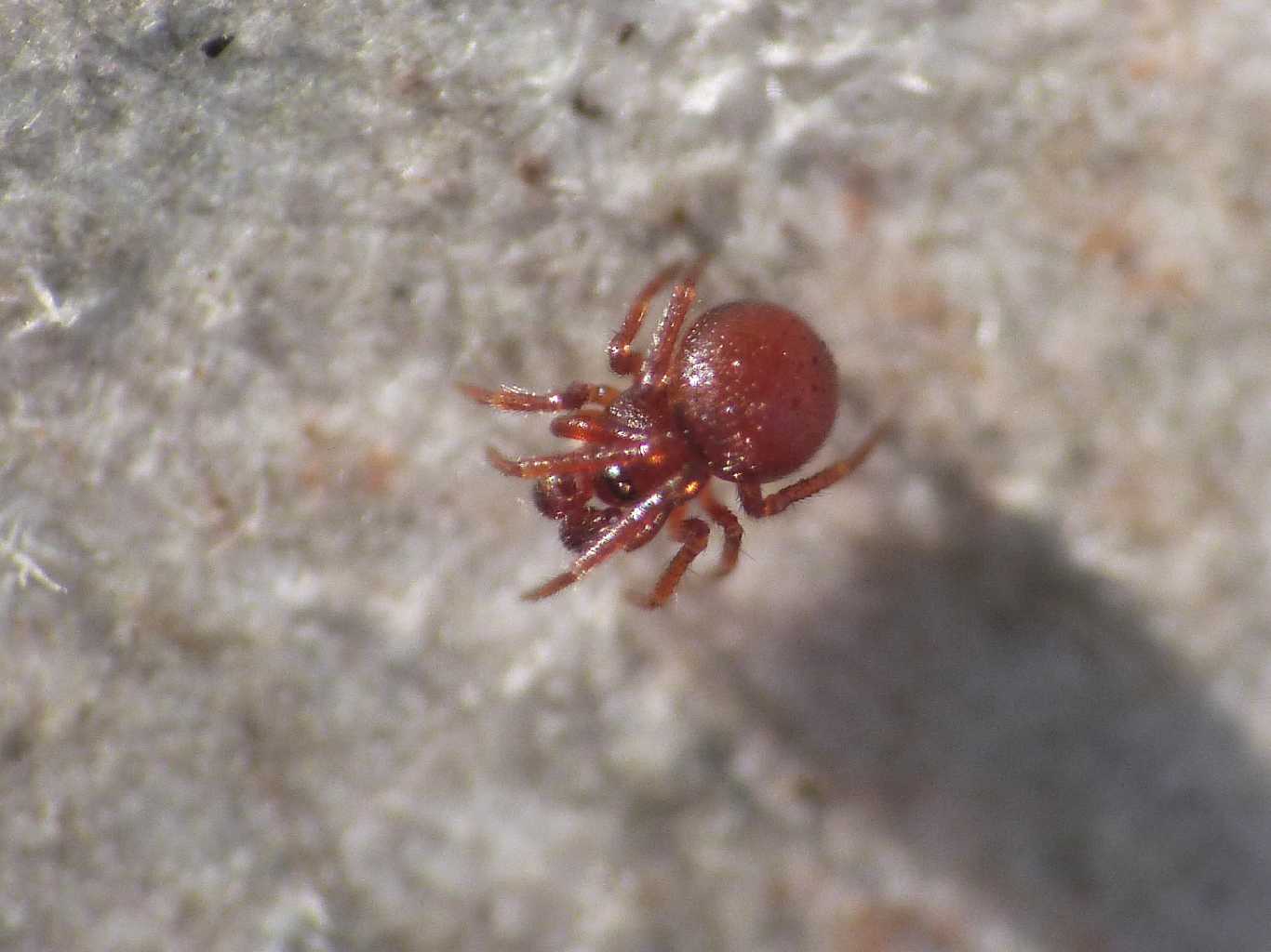 Minuscolo Theridiidae (?) rosso